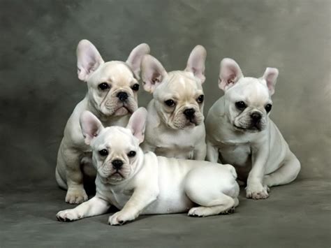 Puppies Wallpapers, Butterfly Wallpapers for Free Desktop Backgrounds | ny34