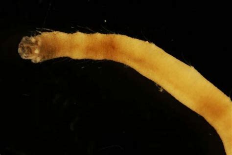 New species of sea worm found in the southern ocean