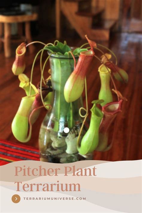 Pitcher Plant Terrarium | Pitcher plant, Pitcher plant care, Carnivorous plants terrarium