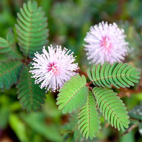 Amazon | Mimosa, Sensitive Plant Seeds - Mimosa pudica - | 花