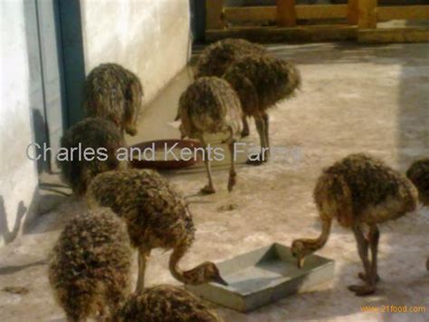 emu ostrich eggs and chicks,Cameroon price supplier - 21food