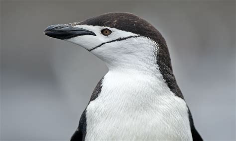 Global Penguin Society