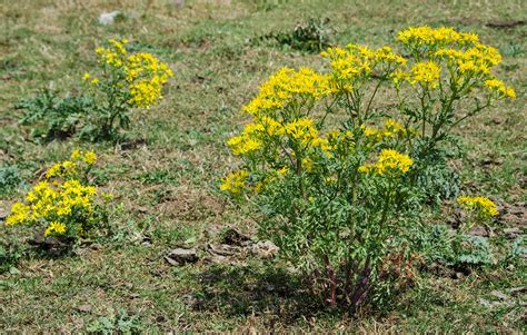 Flores y Paisajes de Asturias : Senecio jacobaea