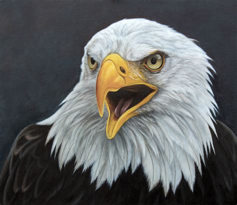 Bald Eagle. Oil on Panel. by painterman33 on DeviantArt