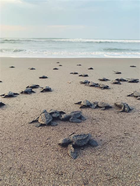 Sea Turtle Conservation In Fort Lauderdale, FL | Marine Life