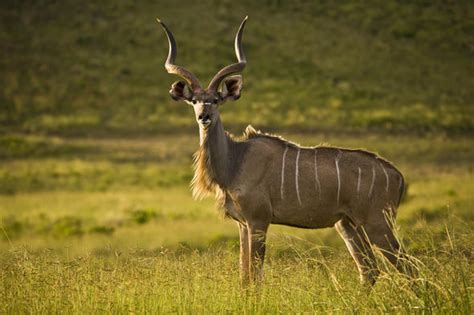 Kudu Habitat - Mammals - South Africa