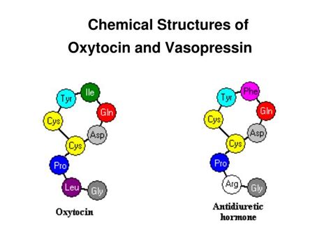 PPT - Oxytocin and Vasopressin PowerPoint Presentation - ID:3946132