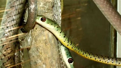 Boomslang Snake facts: 19 facts about The a Boomslang Snake - YouTube