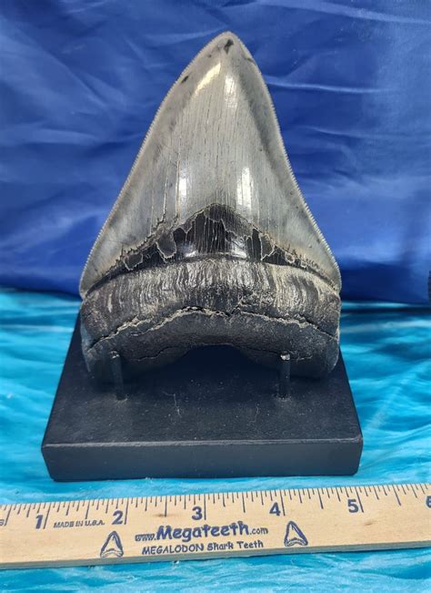 Giant Museum Quality Megalodon Shark Tooth · L1: 4.88 L2: 4.70 · MegaTeeth