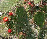 Florida Keys Cacti - Barbed-Wire and Florida Semaphore Cactus