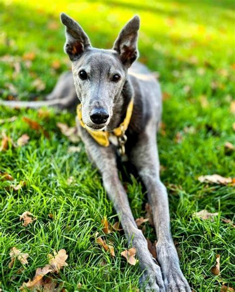 Blue Greyhound - Facts About The Rarest Greyhound