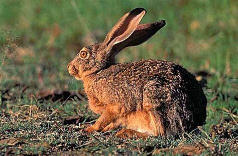 Hispid Hare - Rare Specie [EnviroMation]