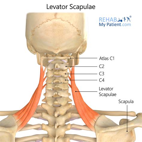 Levator Scapulae | Rehab My Patient | Scapula, Muscles of the neck, Scapula exercises