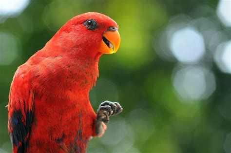 Premium Photo | Parrot Macaw Parrots Bird