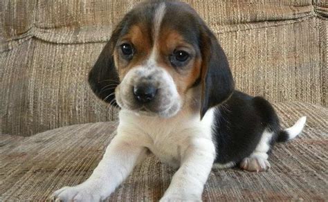 Beagle Basset Hound Mix Puppies | PETSIDI