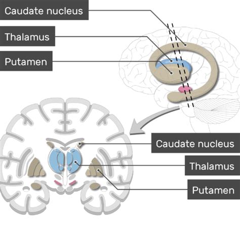 Basal ganglia: anatomy and diagram | GetBodySmart