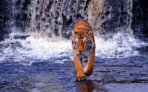 Characteristics - Bengal Tiger