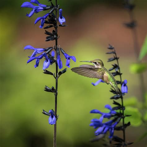 Female Ruby-Throated Hummingbird Feeding I Photograph by Simmie Reagor - Pixels