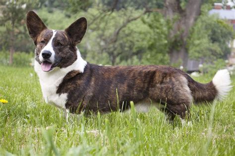 Cardigan Welsh Corgi Info, Temperament Puppies, Pictures