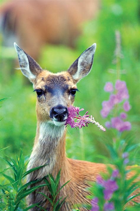 sitka black tailed deer w fireweed, usfws steve hillebrand | Alaska ...