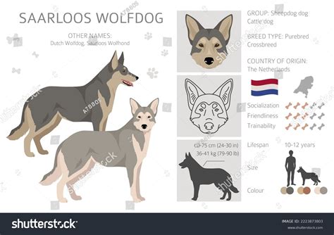 Do All Dog Breeds Come From Wolves