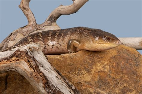 Blue Tongue Skink Care: The Complete Guide | Reptile Advisor