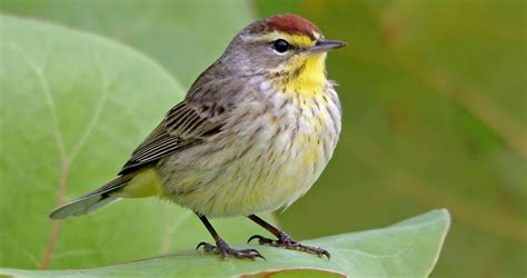 Palm Warbler Identification, All About Birds, Cornell Lab of Ornithology