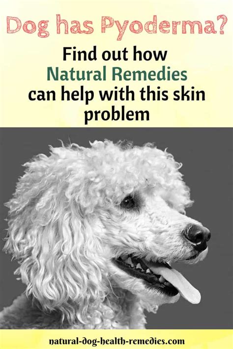 Pyoderma in Dogs - Causes, Symptoms, Treatment & Remedies