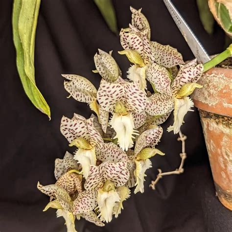 Catasetum Dentigrianum : r/orchids