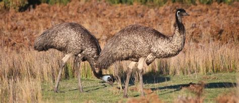 What small bird is surprisingly related to ostriches and emus?