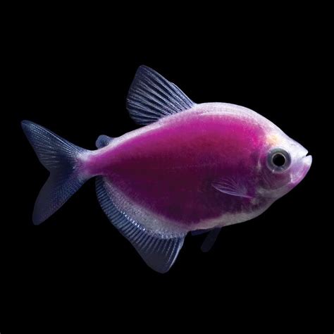 70 best images about GloFish on Pinterest | Glow, Neon and Live fish