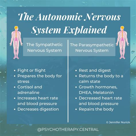 The Autonomic Nervous System Explained