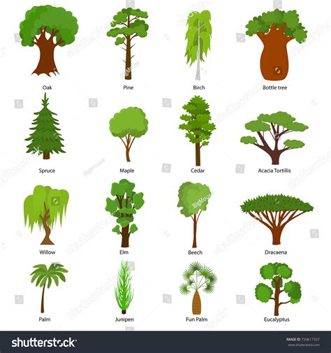 Names Of Trees