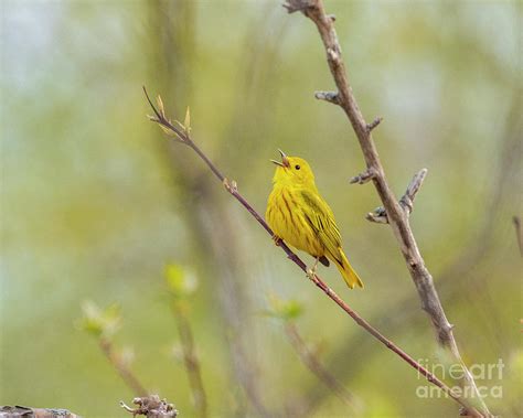 Yellow Warbler Song Photograph by Timothy Flanigan - Fine Art America