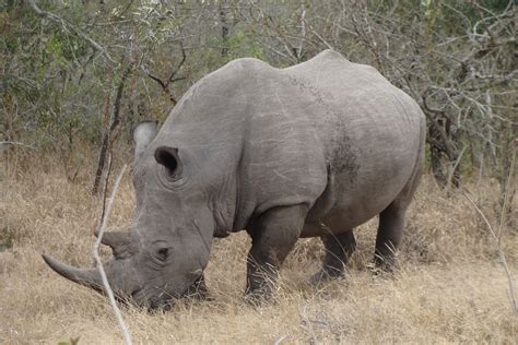 7 Incredible Facts About the Northern White Rhino - Like They Aren't ...