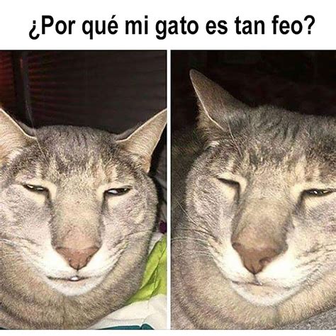 21 Memes de gatos que harán reír hasta a los amantes de los perros | Meme gato, Memes de gatos ...