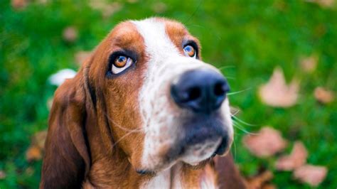 Basset Hound: conoce las curiosidades del perro salchicha