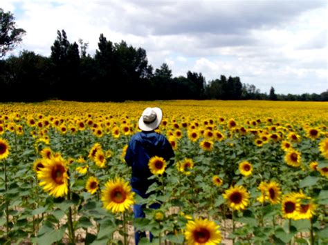 Jane in Sunflower field | Kathleen Tyler Conklin | Flickr