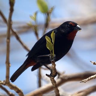 Greater Antillean Bullfinch | Grenada, March 2010 | Mike's Birds | Flickr