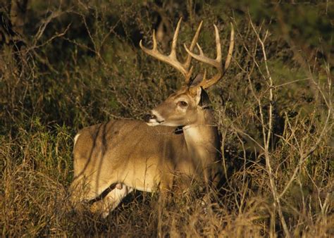 King Ranch® Institute for Ranch Management on LinkedIn: #krirm #ckwri #ranching #wildlife # ...