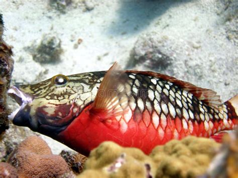 Parrot fish eating coral stock image. Image of blue, island - 13965761