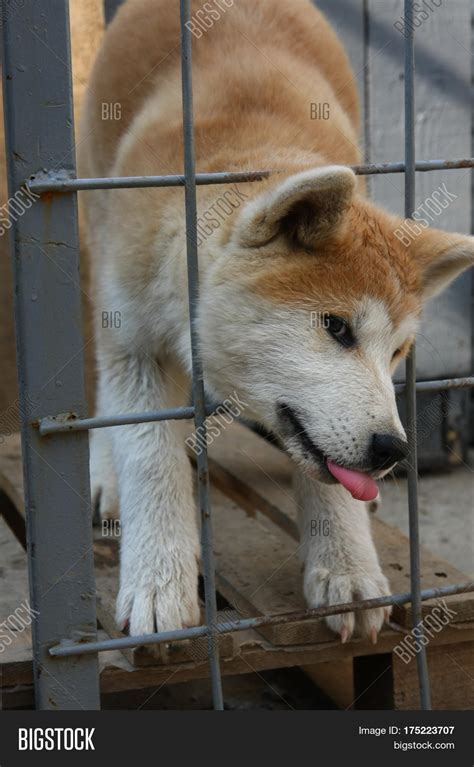 Cute Akita Inu Puppy Image & Photo (Free Trial) | Bigstock