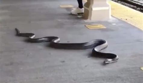 Watch This Humongous Snake Slither Across A Brooklyn Subway Station