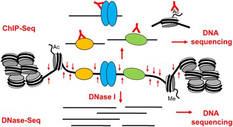 T Cell Activation Pathway