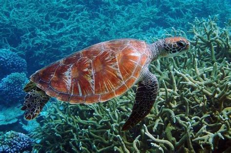 A Guide Of Turtle Island National Park For All Travelers