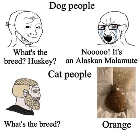 What Breed Is My Cat Orange Meme – Cat 101
