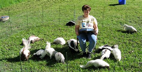 Is That Skunk? | Do Skunks Make Good Pets? | Nature | PBS