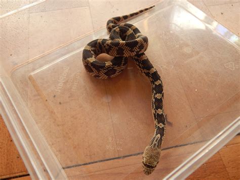 Baby northern pine snakes | Reptile Forums