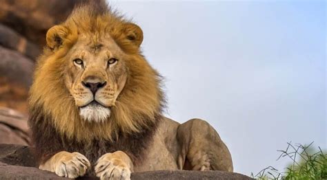 Lion Personality Type Explained. Characteristics of the Lion: Career, Strengths and Weaknesses