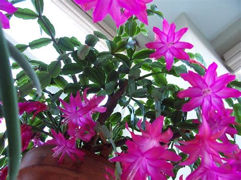 christmas cactus in bloom | When my plant is happy it blooms… | Flickr